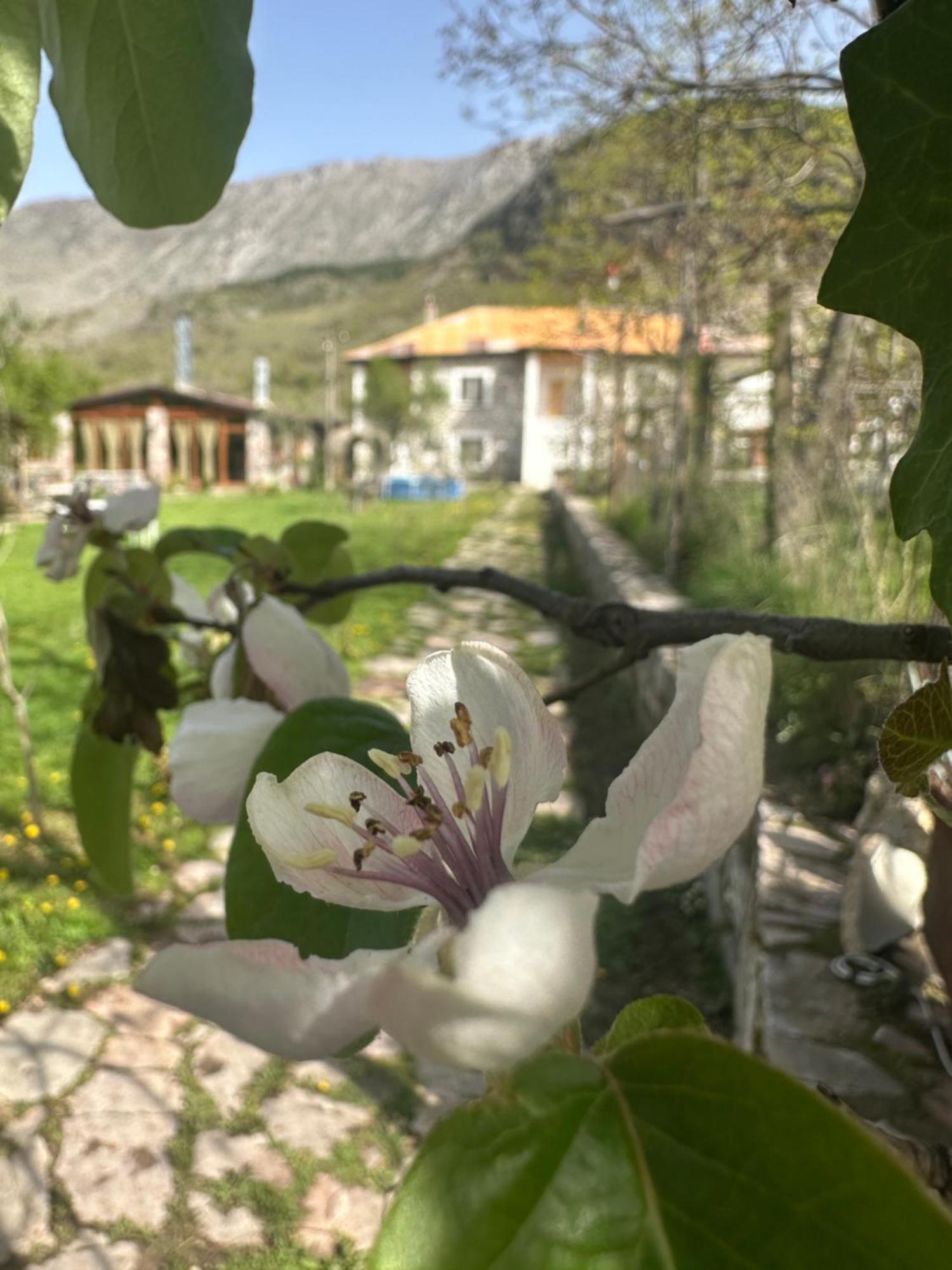 Vila Disha 地拉那 外观 照片